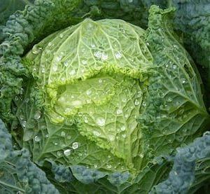 a single cabbage with leaves