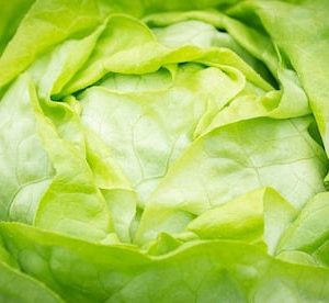 An iceberg lettuce