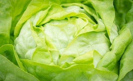 An iceberg lettuce